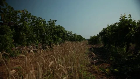 Vineyards with clusters of green grapes in the middle of which grows wheat Stock Footage 74480093