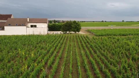 Vineyards Cote de nuits, red and white Burgundy wine in Burgundy region Stock Footage 165841345