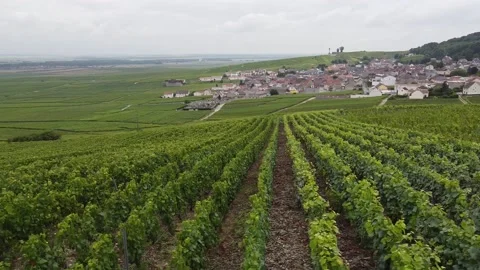 Vineyards Cote de nuits, red and white Burgundy wine in Burgundy region Stock Footage 166850163