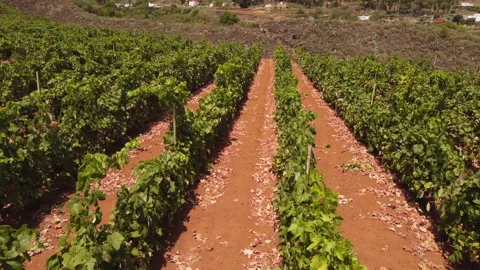 Vineyards creating geometric patterns in Gran Canaria Stock Footage 313452558
