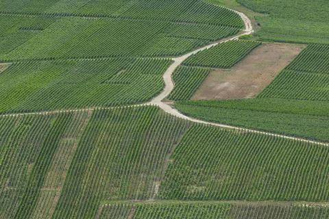 Vineyards creating green patterns in Grand Est, France Stock Photos