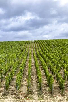 Vineyards creating linear pattern in Chablis, Bourgogne Franche Comte, France Stock Photos