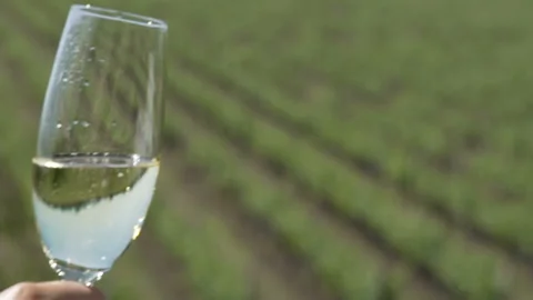 Vineyards cup 2 Stock Footage 106775117
