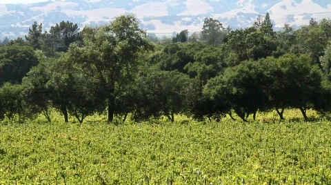 Vineyards in the Distance Stock Footage 850339