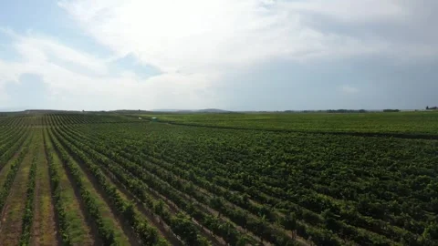 Vineyards by drone 1 Stock-Footage 331594905