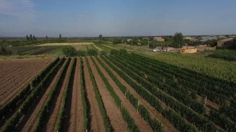Vineyards by drone 10 스톡 동영상 331595075