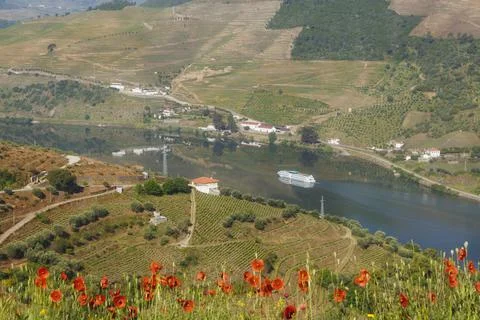 Vineyards, excursion boat, Douro river, Portugal. Stock Photos