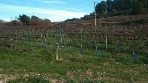 Vineyards in the fall after the grape harvest. Sunny day. Vídeos de archivo 113011603