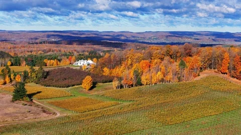 Vineyards with fall foliage and rolling hills in Traverse City, Michigan, USA 스톡 동영상 331029264