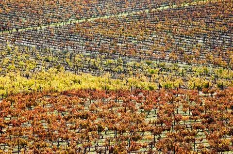 Vineyards in the fall Stock Photos