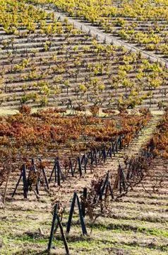 Vineyards in the fall Stock Photos