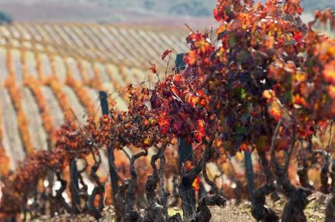 Vineyards in the fall Stock Photos