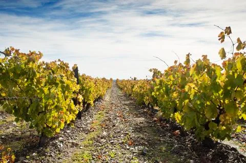 Vineyards in the fall Stock Photos