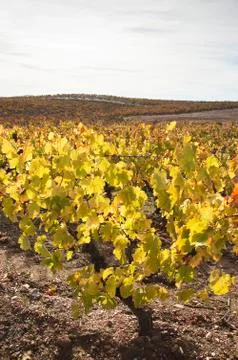 Vineyards in the fall Stock Photos