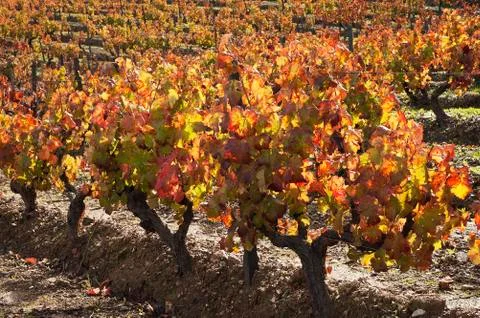 Vineyards in the fall Stock Photos