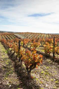Vineyards in the fall Stock Photos