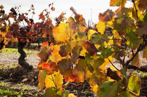 Vineyards in the fall Stock Photos