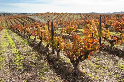 Vineyards in the fall Stock Photos