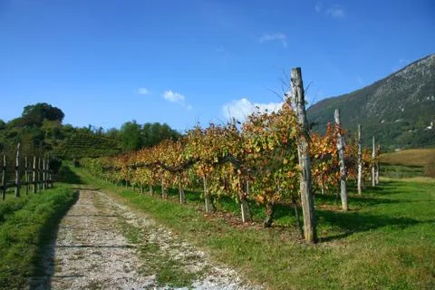 Vineyards in fall Stock Photos