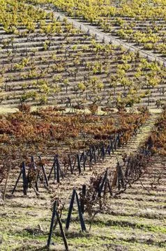 Vineyards in the fall Stock Photos