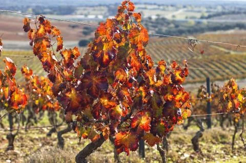 Vineyards in the fall Stock Photos