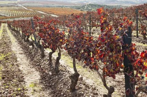 Vineyards in the fall Stock Photos