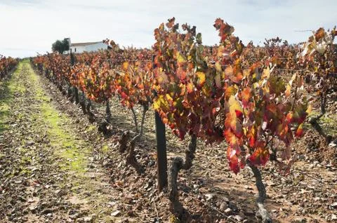 Vineyards in the fall Stock Photos