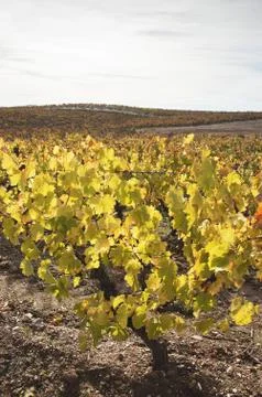 Vineyards in the fall Stock Photos