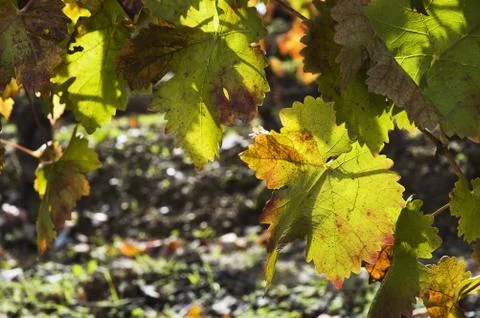 Vineyards in the fall Stock Photos