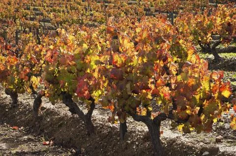 Vineyards in the fall Stock Photos
