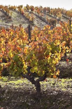 Vineyards in the fall Stock Photos