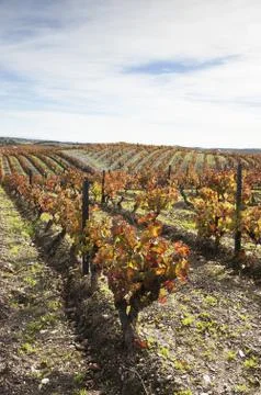 Vineyards in the fall Stock Photos