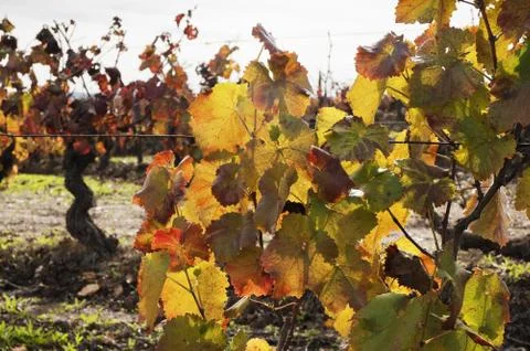 Vineyards in the fall Stock Photos