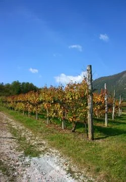Vineyards in fall, vertical Stock Photos