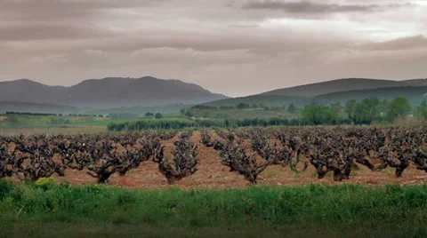 Vineyards field Stock Footage 30321097