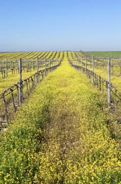 Vineyards with flowers Stock Photos
