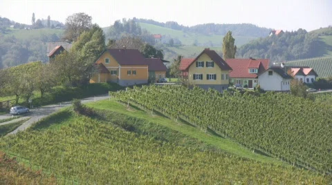 Vineyards Stock Footage 604432