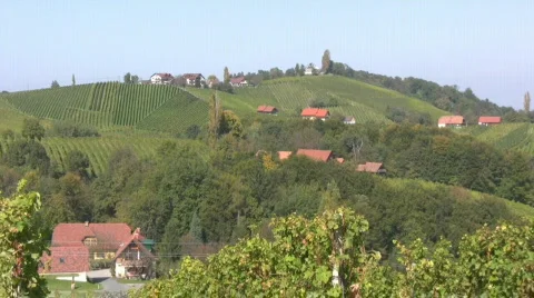 Vineyards Stock Footage 604487