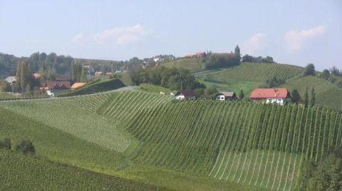 Vineyards Video stock 604640