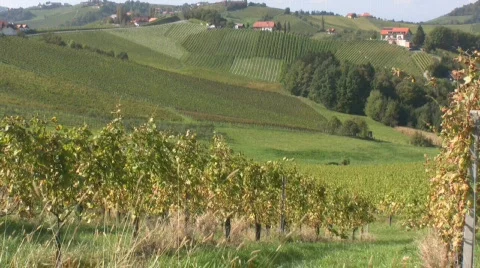 Vineyards Video stock 604652