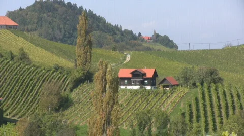 Vineyards Video stock 604662