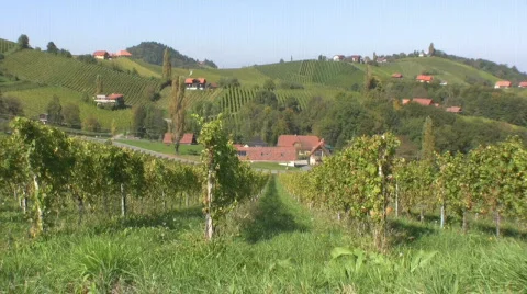 Vineyards Stock Footage 604669