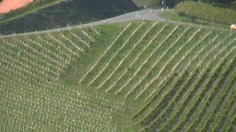 Vineyards Stock Footage 604701