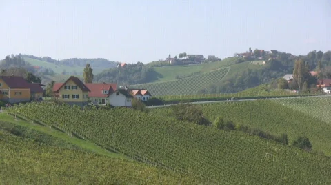 Vineyards Stock Footage 604711
