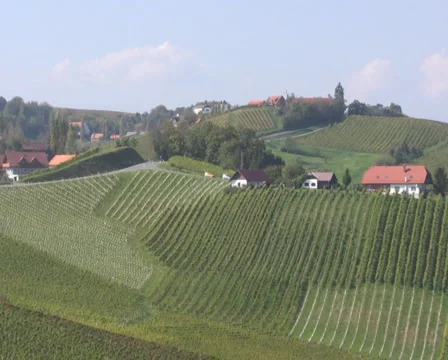 Vineyards Stock Footage 1067403