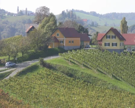 Vineyards Stock Footage 1067473