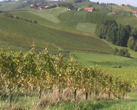 Vineyards Stock Footage 1067488