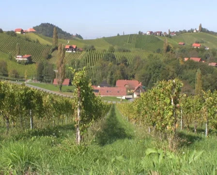 Vineyards Stock Footage 1067518