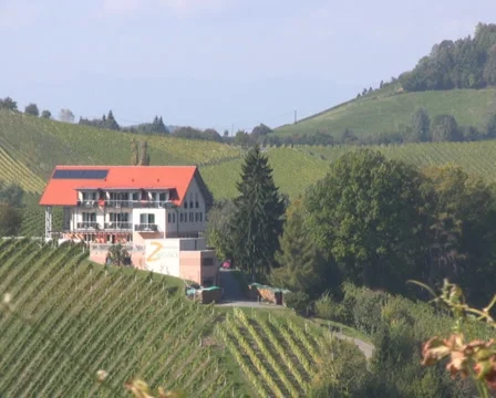 Vineyards Video stock 1067555