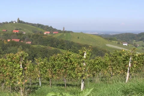 Vineyards Stock Footage 1067734